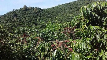 Tăng tốc phát triển vùng chuyên canh tập trung, hướng tới nông nghiệp công nghệ cao bền vững