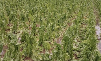 Cao Bằng: Mưa dông kèm lốc và mưa đá gây thiệt hại trên 6,9 tỷ đồng