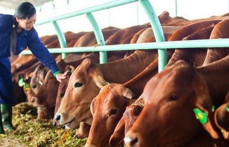 Chăn nuôi hữu cơ: Lợi ích và nguyên tắc phát triển