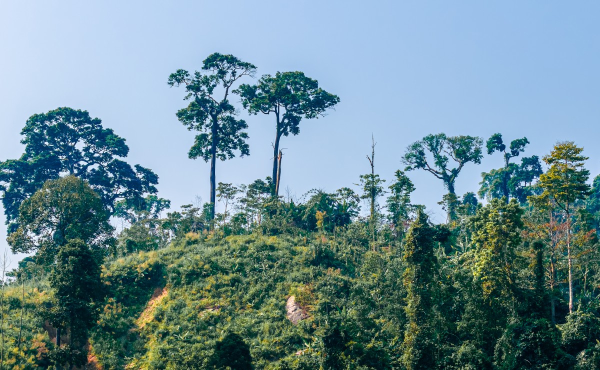 Quế Trà Leng: Từ sản vật đại ngàn đến không gian xúc tiến thương mại