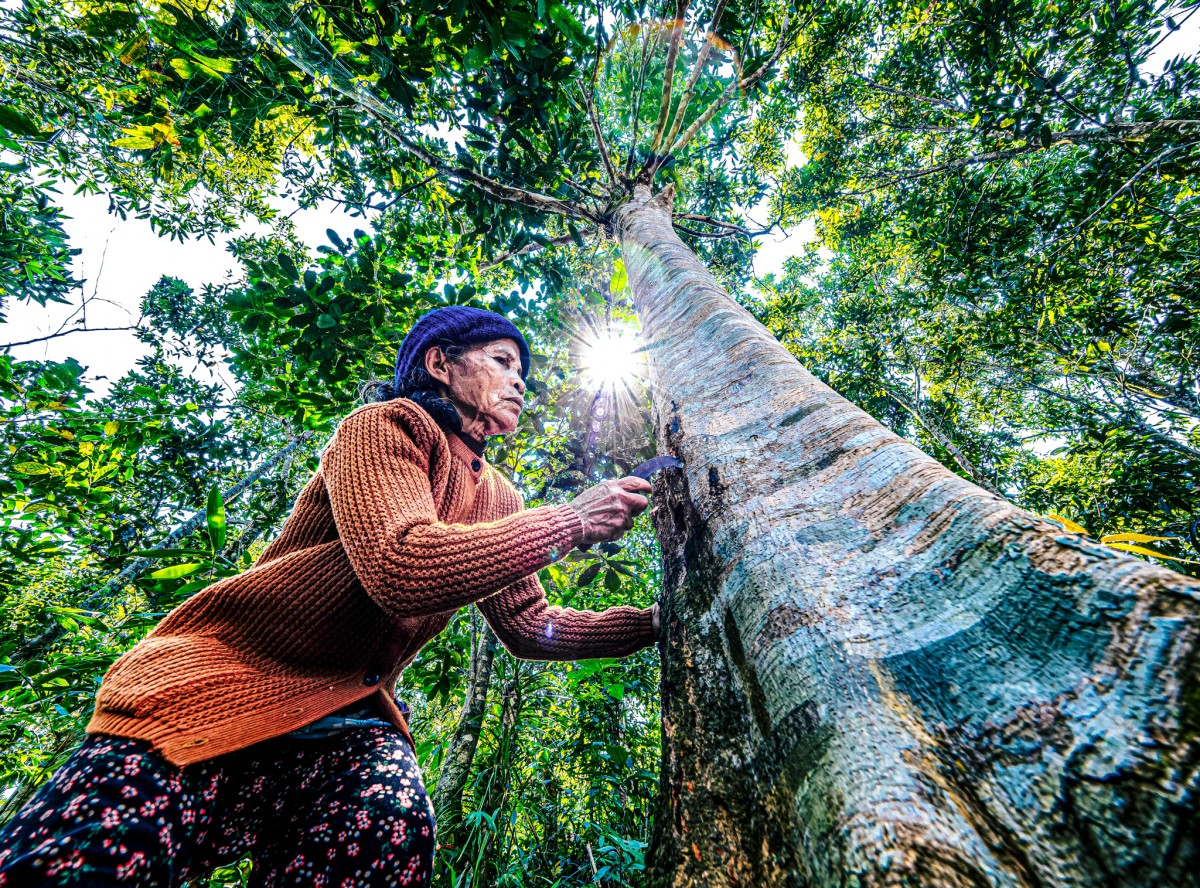 Quế Trà Leng: Từ sản vật đại ngàn đến không gian xúc tiến thương mại
