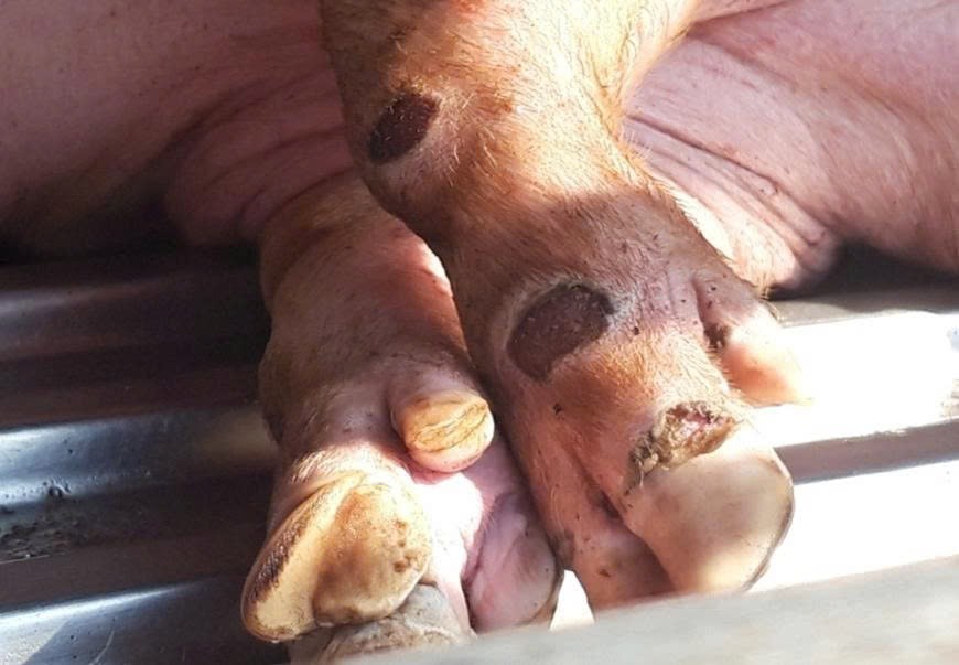 Lâm Đồng chủ động ngăn chặn nguy cơ xâm nhập vi rút LMLM serotype SAT1