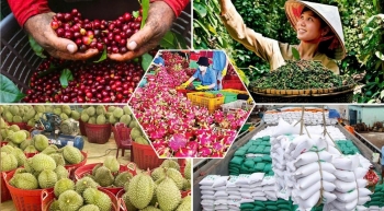 Xuất khẩu rau quả vượt 2 tỷ USD sau 4 tháng, tăng tốc hướng mốc 10 tỷ USD