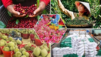 Xuất khẩu nông sản Lâm Đồng tăng trưởng đan xen thách thức, cần bứt phá để giữ đà
