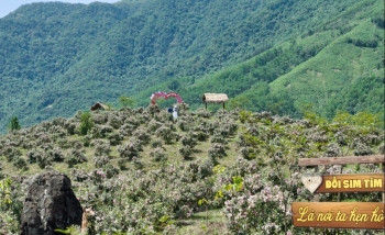 Quảng Ninh: Sắp diễn ra Lễ hội Hoa sim biên giới năm 2026