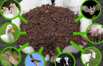 Tác hại của việc sử dụng phân chuồng tươi trong nông nghiệp