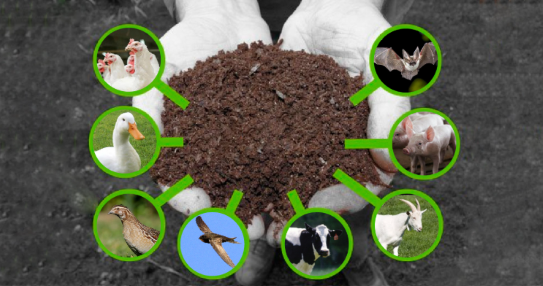 Tác hại của việc sử dụng phân chuồng tươi trong nông nghiệp