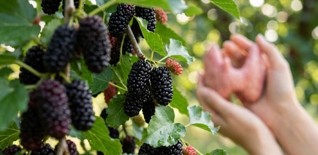 4 lý do người bệnh tuyến giáp nên ăn quả dâu tằm