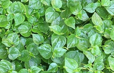 Rau càng cua và lợi ích đối với lá gan