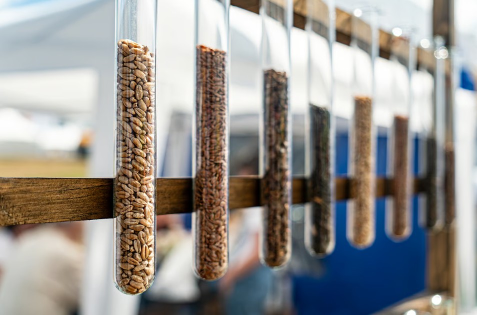 Hoa Kỳ di dời các ngân hàng hạt giống đậu tương và ngô: Nguy cơ gián đoạn nghiên cứu giống cây trồng