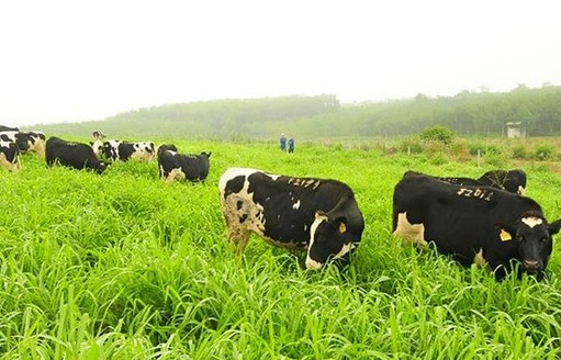 phat trien chan nuoi huu co gan voi xay dung thuong hieu san pham huong di tu thuc tien