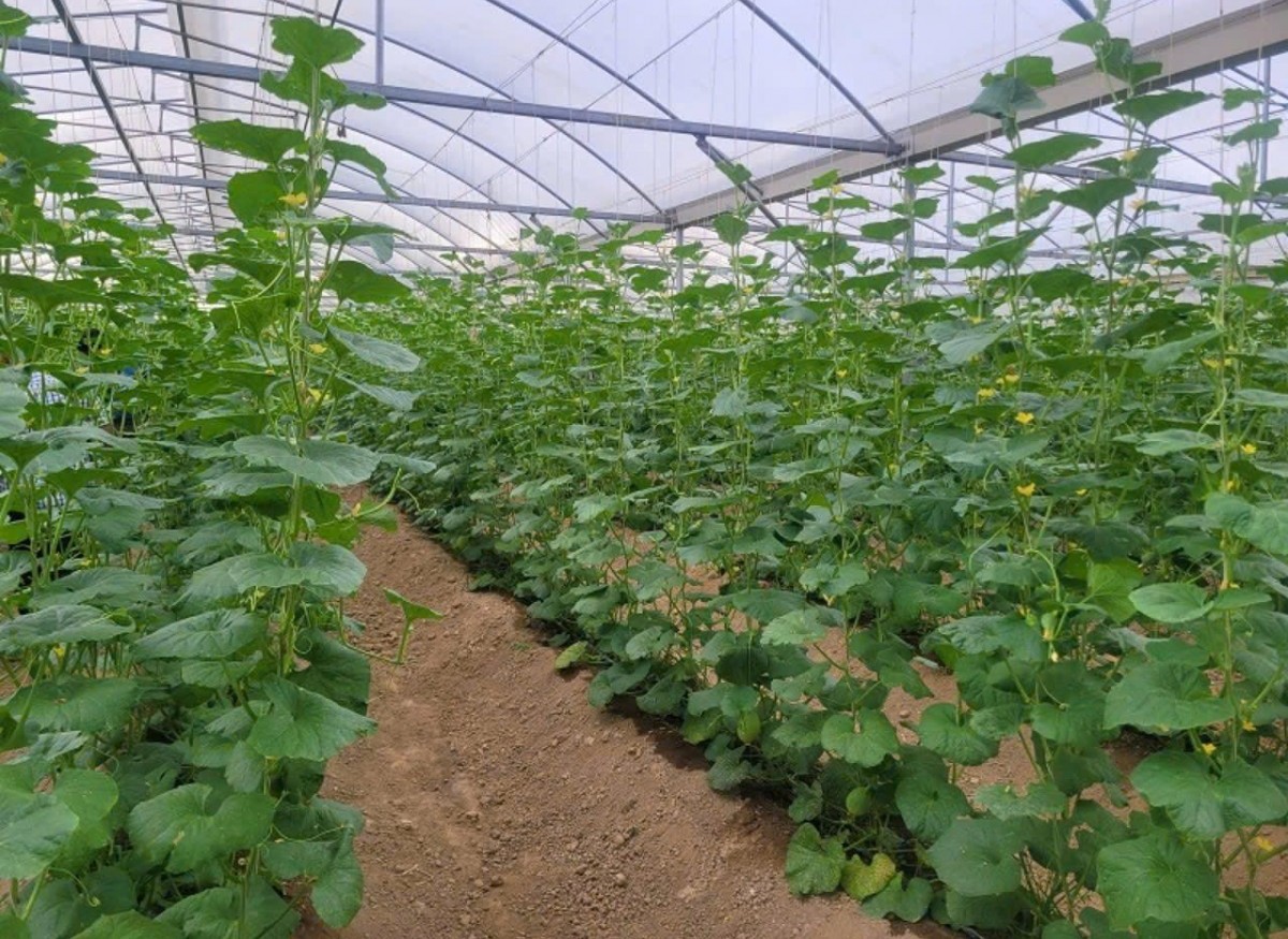 dong nai day manh nong nghiep huu co huong toi gan 19400 ha san xuat ben vung