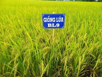 Từ ruộng mặn Cà Mau vươn lên gạo ngon nhất miền Tây