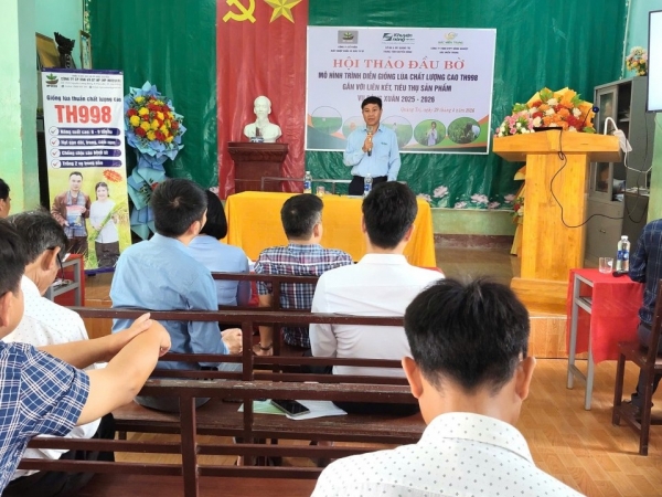 Quảng Trị: Hiệu quả mô hình sản xuất lúa chất lượng cao TH998 gắn với liên kết tiêu thụ