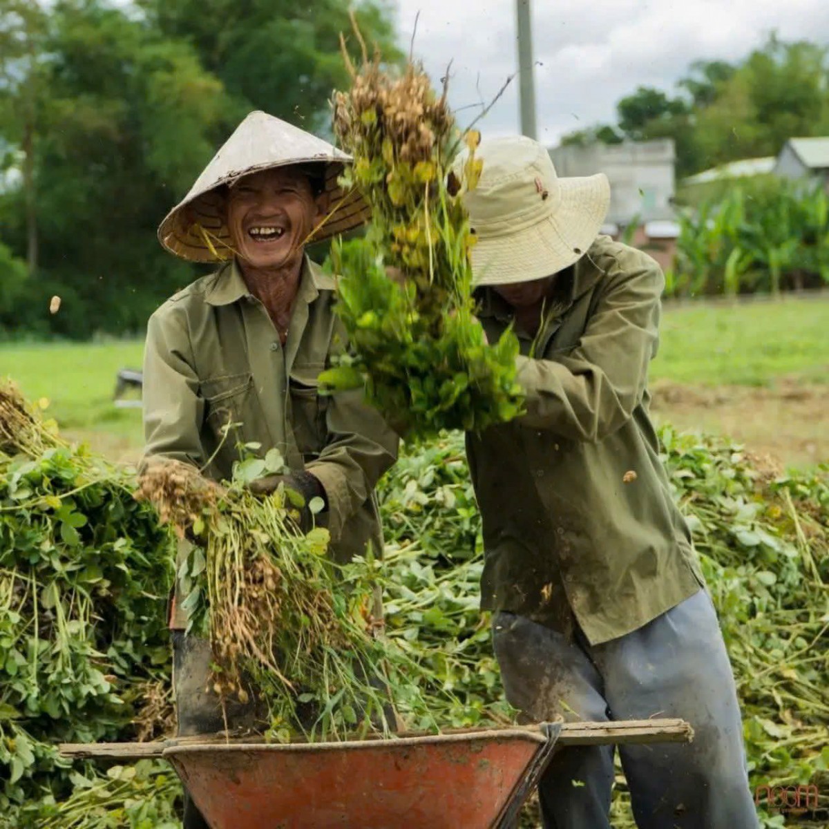 Mô hình hữu cơ Xuân Nam: Hướng đi bền vững cho nông nghiệp Đà Nẵng