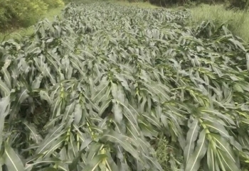 Cao Bằng: Dông lốc, mưa lớn gây thiệt hại ước tính gần 290 triệu đồng