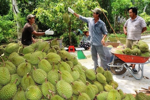 Tây Ninh tăng cường giám sát, chặn tình trạng thu hoạch sầu riêng non