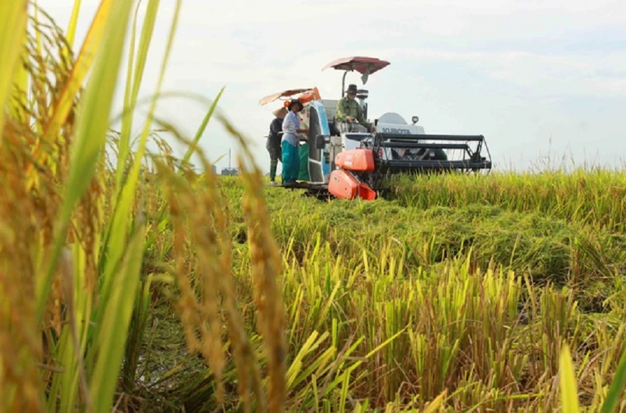 Tây Ninh đẩy mạnh mô hình lúa chất lượng cao, phát thải thấp vụ Hè Thu 2026