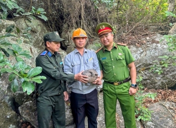 Cứu hộ kịp thời cá thể Tê Tê dạt vào bờ biển Cù Lao Chàm