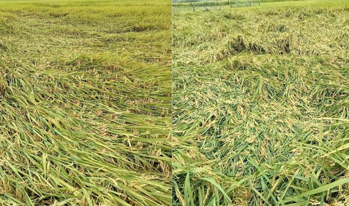 Nghệ An: Dông, lốc, mưa đá khiến 750 nhà bị ảnh hưởng, hơn 3.200ha lúa, hoa màu thiệt hại