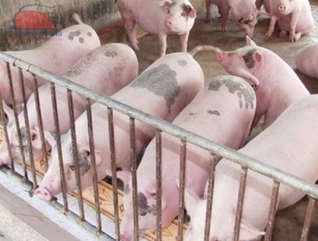 Bắc Ninh tăng cường các biện pháp ngăn chặn bệnh lở mồm long móng
