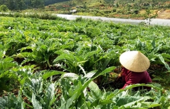 Đẩy mạnh hợp tác phát triển vùng trồng dược liệu quý và có giá trị kinh tế cao