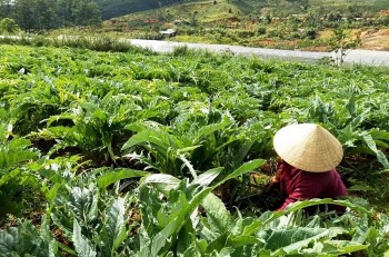 Đẩy mạnh hợp tác phát triển vùng trồng dược liệu quý và có giá trị kinh tế cao