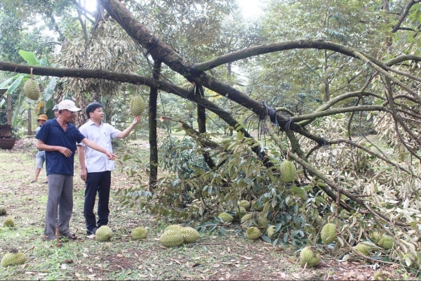 Đồng Nai: Mưa lớn kèm lốc xoáy làm rụng 25 tấn sầu riêng