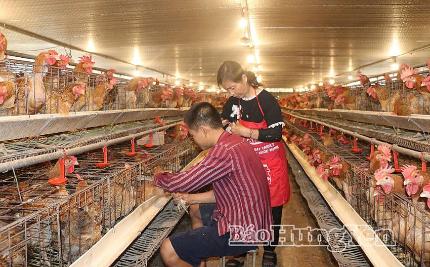 Xã Đức Hợp (Hưng Yên): Đột phá thu nhập nhờ ứng dụng công nghệ cao trong chăn nuôi