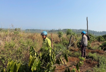 Lâm Đồng: Quảng Sơn tăng cường quản lý dân di cư tự do, ngăn chặn hành vi lấn chiếm đất lâm nghiệp