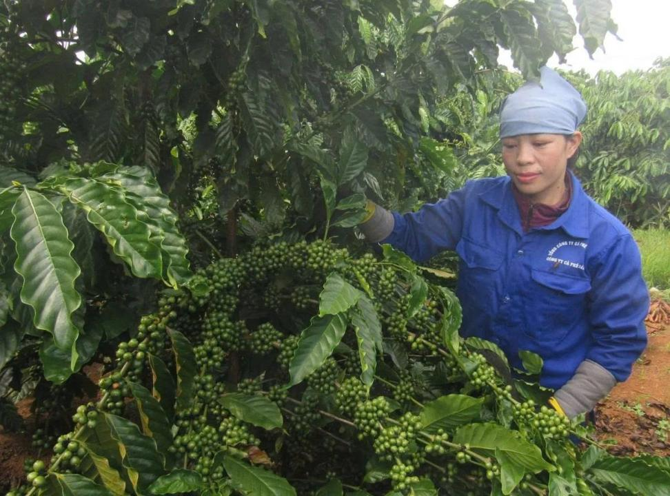 Mã số vùng trồng: 
