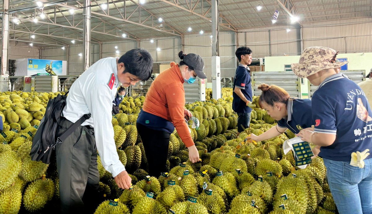 Xuất khẩu nông, lâm, thủy sản 2026: Kỳ vọng mục tiêu 74,2 tỷ USD và yêu cầu chuyển đổi chuỗi giá trị