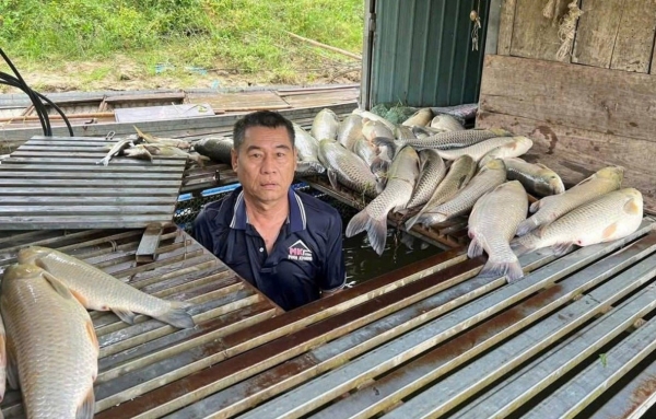 Tìm nguyên nhân khiến hơn 8,6 tấn cá lồng chết bất thường trên sông Lam