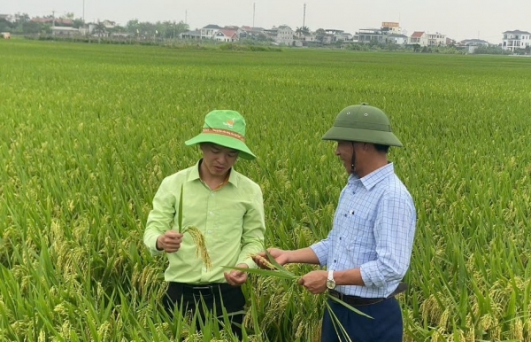 Khẳng định vai trò khuyến nông trong canh tác lúa phát thải thấp gắn với tăng trưởng xanh