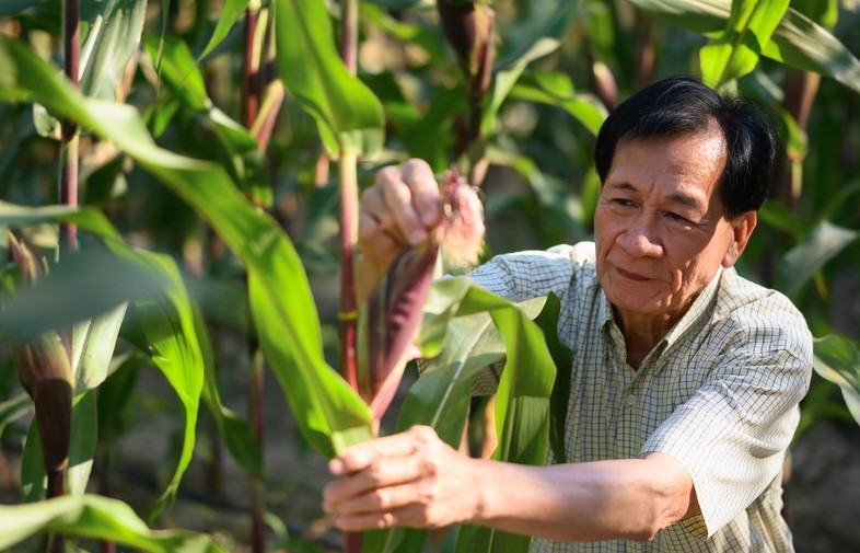 Công nghệ sinh học nông nghiệp bước vào giai đoạn phát triển đa tính trạng