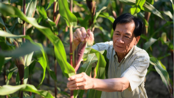 Công nghệ sinh học nông nghiệp bước vào giai đoạn phát triển đa tính trạng