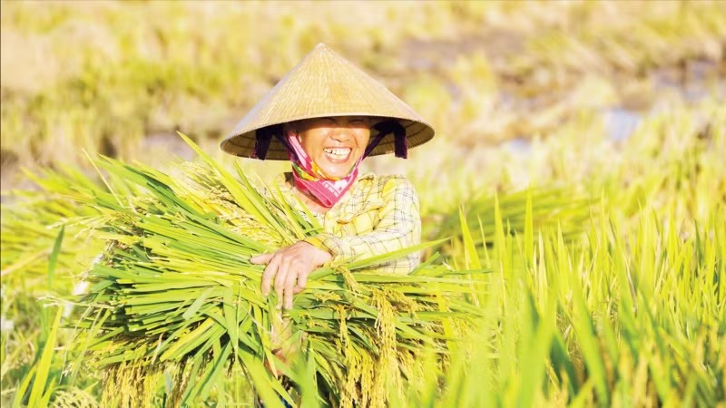 Giảm khí methane trong trồng lúa: Khi rơm rạ trở thành tài nguyên