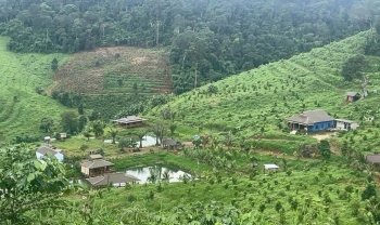 Tăng cường xử lý vi phạm về đất lâm nghiệp, khai thác trái phép môi trường rừng