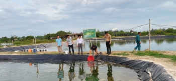 Quảng Trị: Trung tâm Khuyến nông thả 30.000 con giống cá nâu tại xã Bến Hải