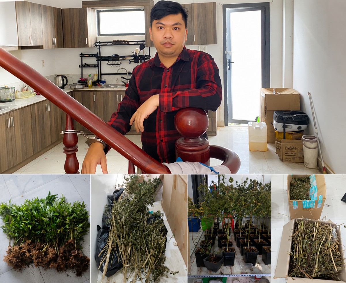 Vĩnh Long: Thu giữ hàng trăm cây cần sa được trồng trong chậu