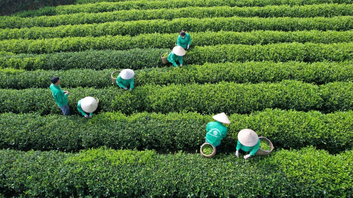 Phát triển chè hữu cơ, nâng tầm thương hiệu “Đệ nhất danh trà” Thái Nguyên