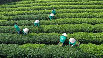 Phát triển chè hữu cơ, nâng tầm thương hiệu “Đệ nhất danh trà” Thái Nguyên