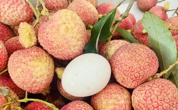 Vải trứng Hưng Yên vào vụ thu hoạch: Tuyệt phẩm OCOP 4 sao khẳng định đẳng cấp nông sản hạng sang