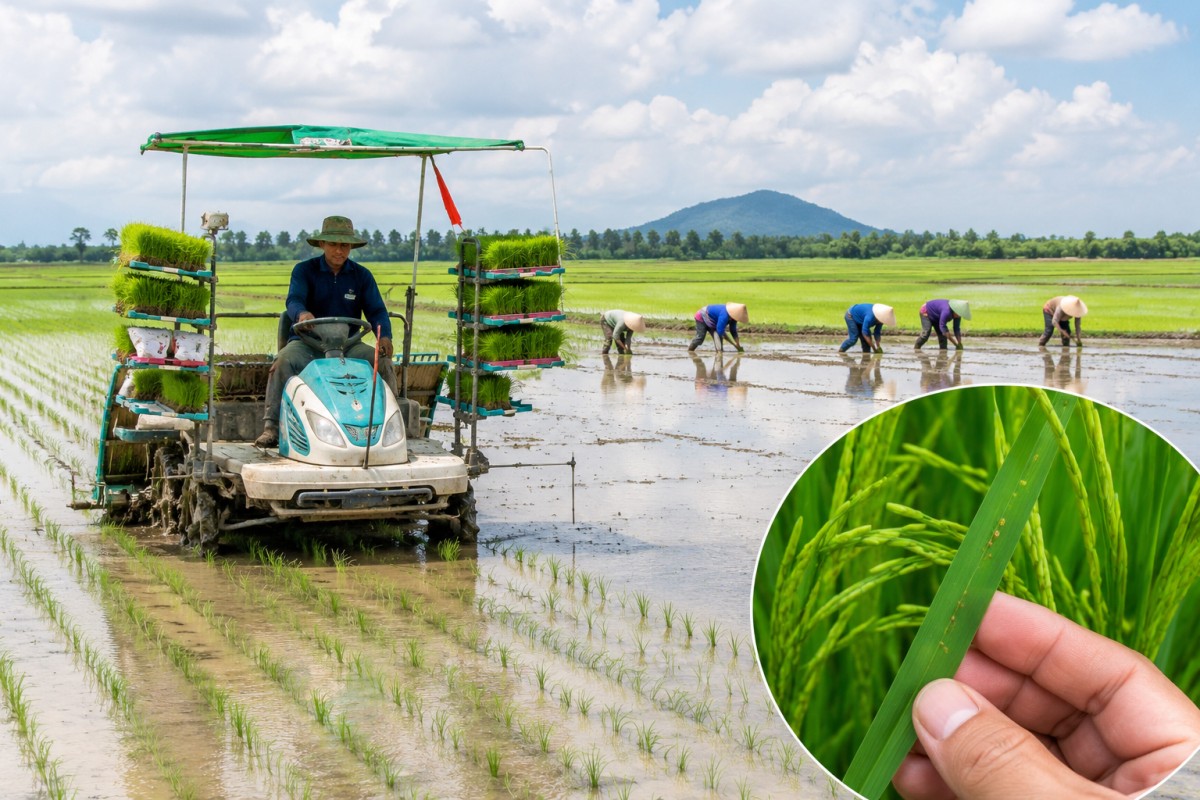 Tây Ninh tăng tốc gieo sạ lúa Hè Thu, chủ động phòng sâu bệnh đầu vụ