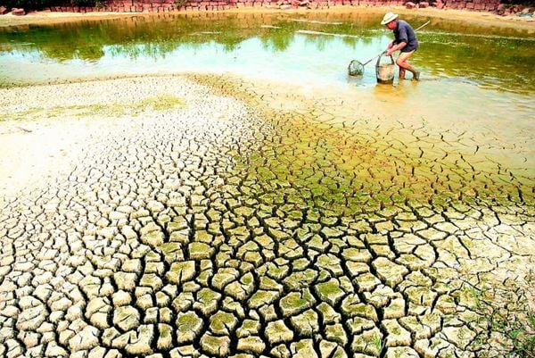 Xâm nhập mặn và những tác động nghiêm trọng đối với an ninh lương thực và nông nghiệp