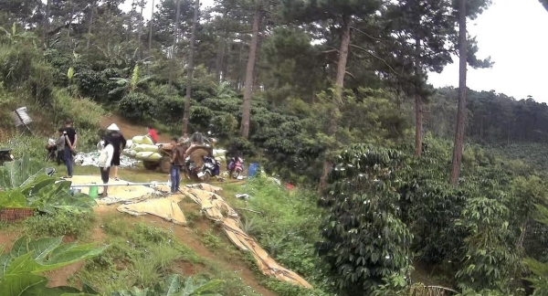 Lâm Đồng: UBND xã Bảo Lâm thông tin phản ánh trồng cà phê trên lâm phần của Công ty TNHH An Phú Nông