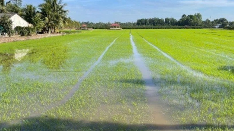 Đắk Lắk triển khai kế hoạch sản xuất vụ Hè thu năm 2026 phù hợp diễn biến khí hậu