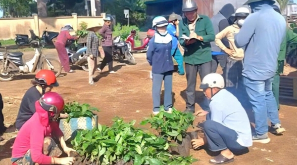 Hỗ trợ 60.000 cây giống cà phê TRS1 cho nông dân tái canh