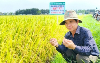 "Quả ngọt" từ tư duy liên kết và đổi mới giống