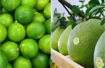 Rộng mở đường chính ngạch cho bưởi tươi và chanh tươi sang Trung Quốc